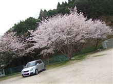 桜の木の下で！