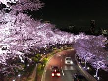 東京ミッドタウンでお花見