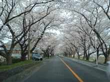 桜のトンネル