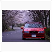 ２０１３年さくら