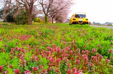 ECO☆CRZのエコ散歩～春の花との共演～