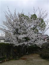 花見、実家の桜