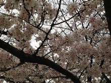 桜 ^ ^