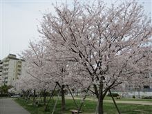 やっと　満開！　お花見してきました