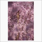 古都の桜