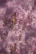 古都の桜