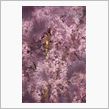 古都の桜