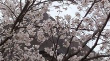 初めての…花見☆サクラ満開☆