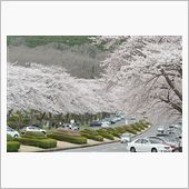 富士霊園の桜並木