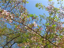 桜を見てきた！ 