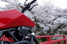 桜が散る前に、