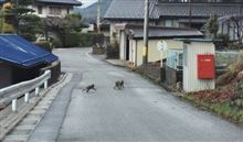 お猿さん