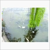 この河とあの河で魚が死んでい ...