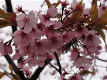 桜の花びら散るたびに～♪ コブクロさんですか？