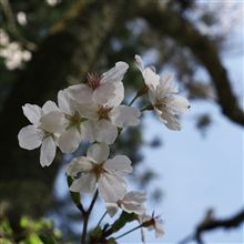 2013春色 ～ 後編 ～