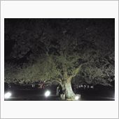 夜桜見物♪(^o^)