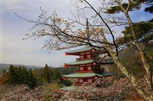 富士の桜を求めて