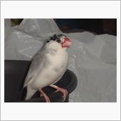 文鳥・・・