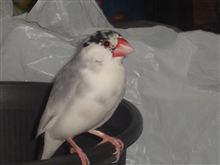 文鳥・・・