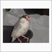 文鳥・・・