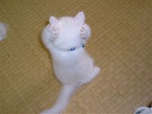 ドナドナド～ナ～♪