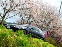 桜とシビック（｀・ω・&#180;）