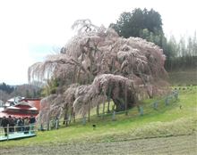 ☆　ＣＲＵＩＳＥ Ｓ様から『三春滝桜』写メ投稿　☆
