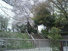 お花見