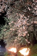お花見 20130413