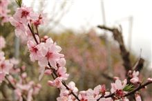 イチゴオフのお礼参りやら