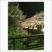 夜桜