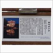 桜巡りチキチキレース