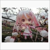 サクライツサクノ？