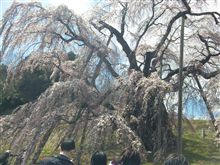 滝桜