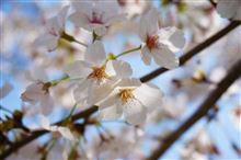 お花見に行ってきた