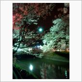 夜桜