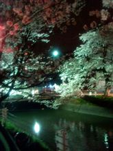 夜桜