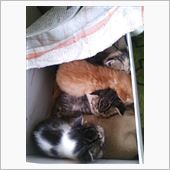 子猫欲しい方いませんか？