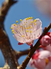 梅の花が咲く頃