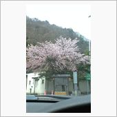 桜咲いてます。