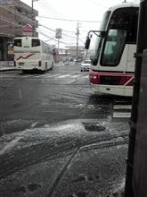 雪マラソン生物