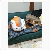 三毛猫繋がりで・・・