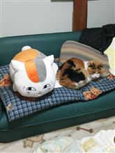 三毛猫繋がりで・・・