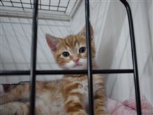 ベビーにゃんこ達に癒されて(=^・^=)