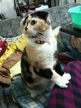 原点回帰…