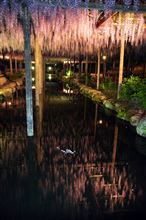天王川公園の藤ライトアップ♪