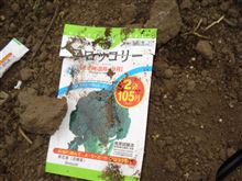 野菜の種w 野菜の種w