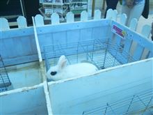 ダルビッシュ