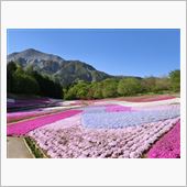 羊山公園　芝桜