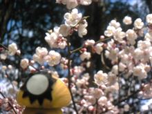 よ~やく咲いた~…♪ よ~やく咲いた~…♪